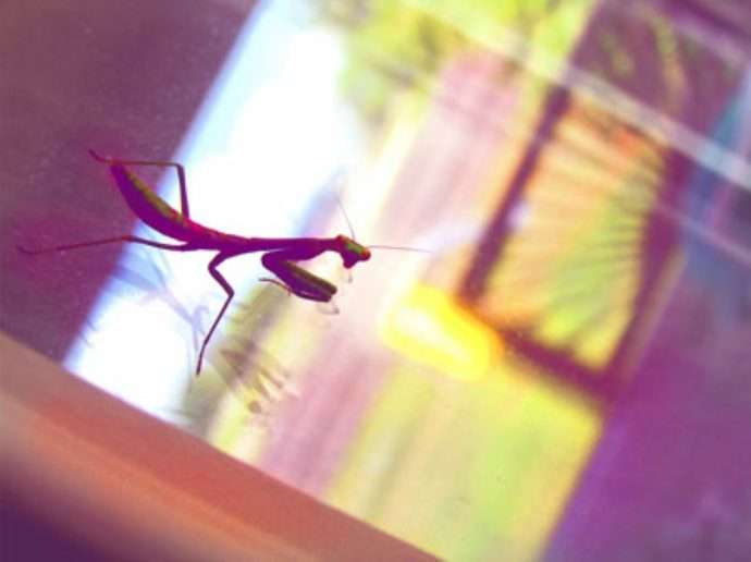 alien mantis